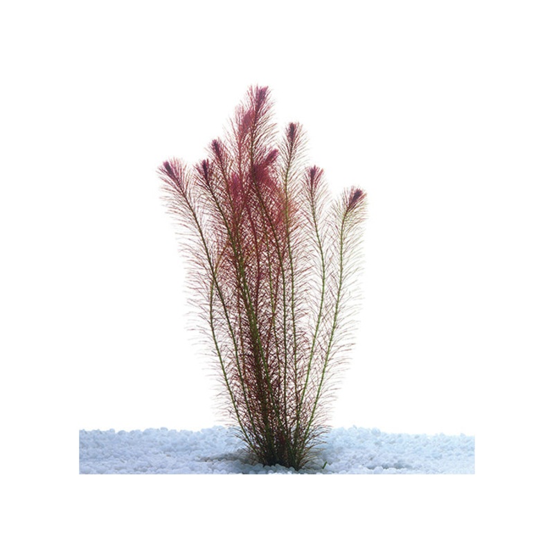 Rotala Wallichii