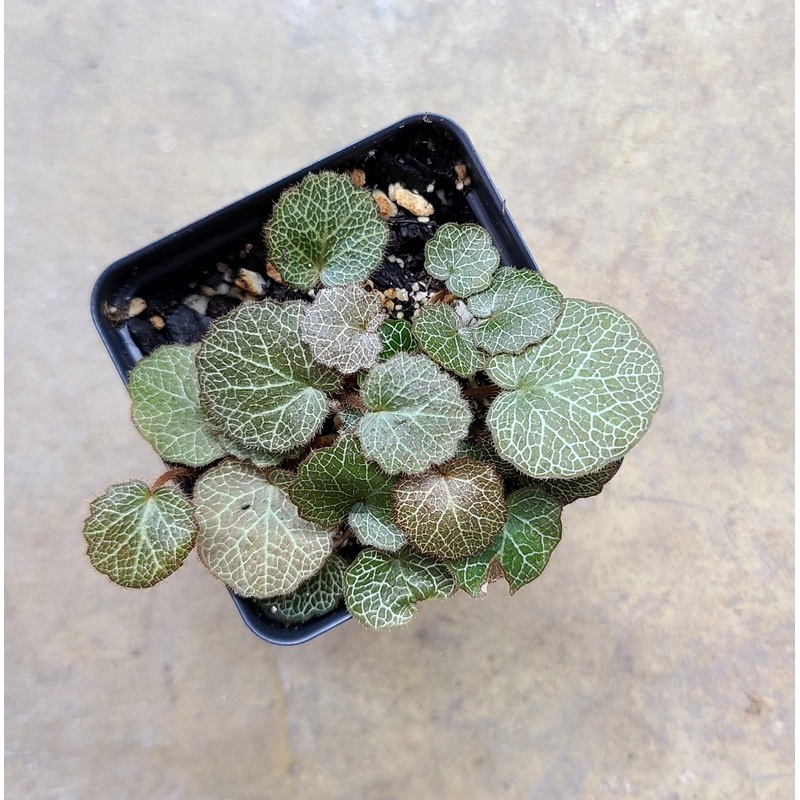 Saxifraga stolonifera (Strawberry Begonia) MiniCup – Rooted Specimen