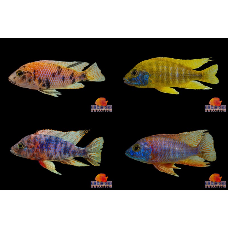 African – Peacock Asst Male XL Imported