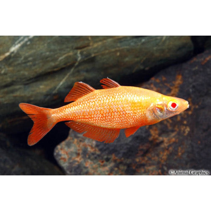 Albino Orange Millennium Rainbow
