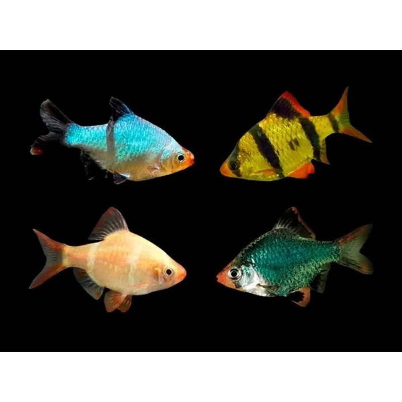 Assorted Tiger Barbs 3-4cm
