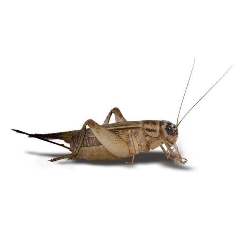 Crickets Counted (In Store Pickup only) 1
