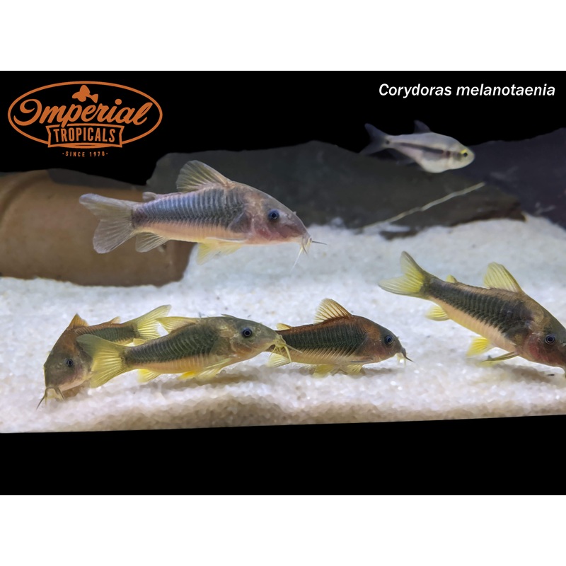 Gold Green Osteogaster (3 Pack) 1-2″ Unsexed
