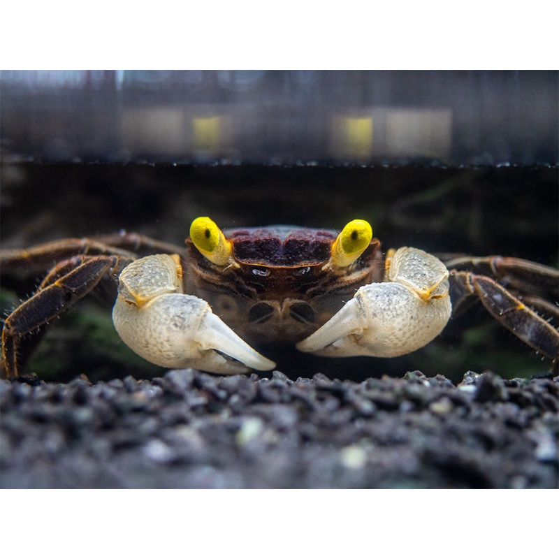 Golden Eye Vampire Crab (Geosesarma bicolor) 1 Male Crab