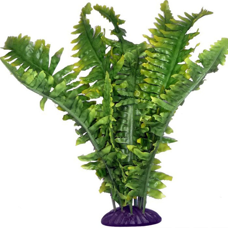 Komodo Boston Fern 36cm