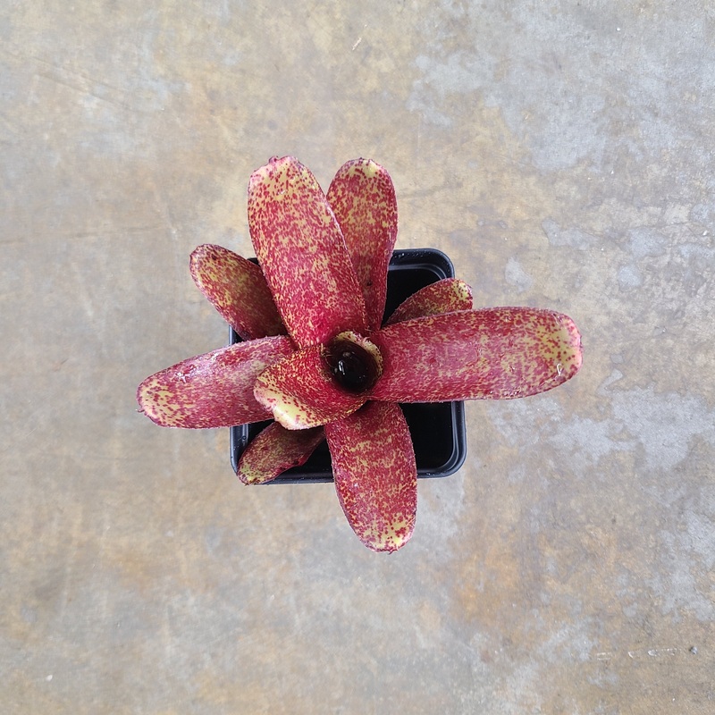 Neoregelia “Red Waif” – Micro