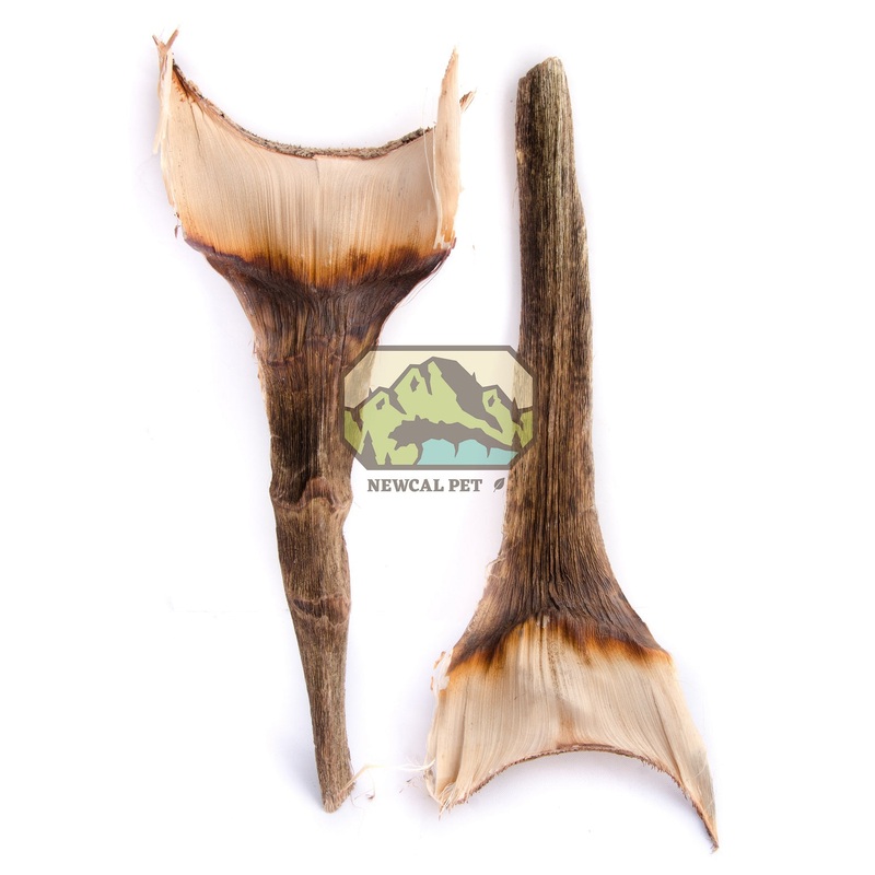 NewCal Agave Leaf 2pk