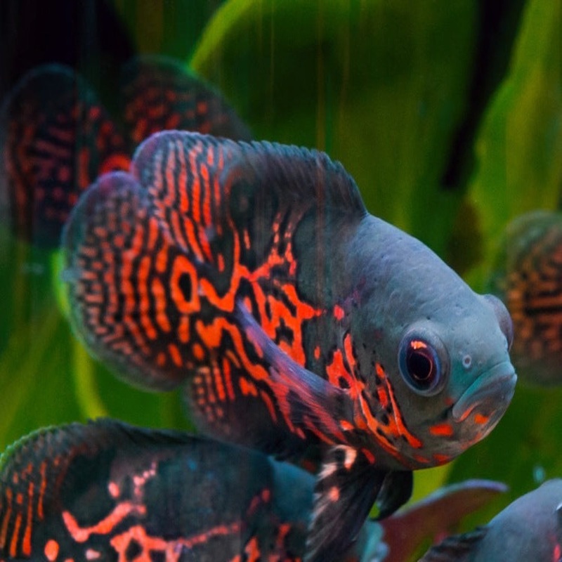 Oscar – Super Red Tiger 6-9cm