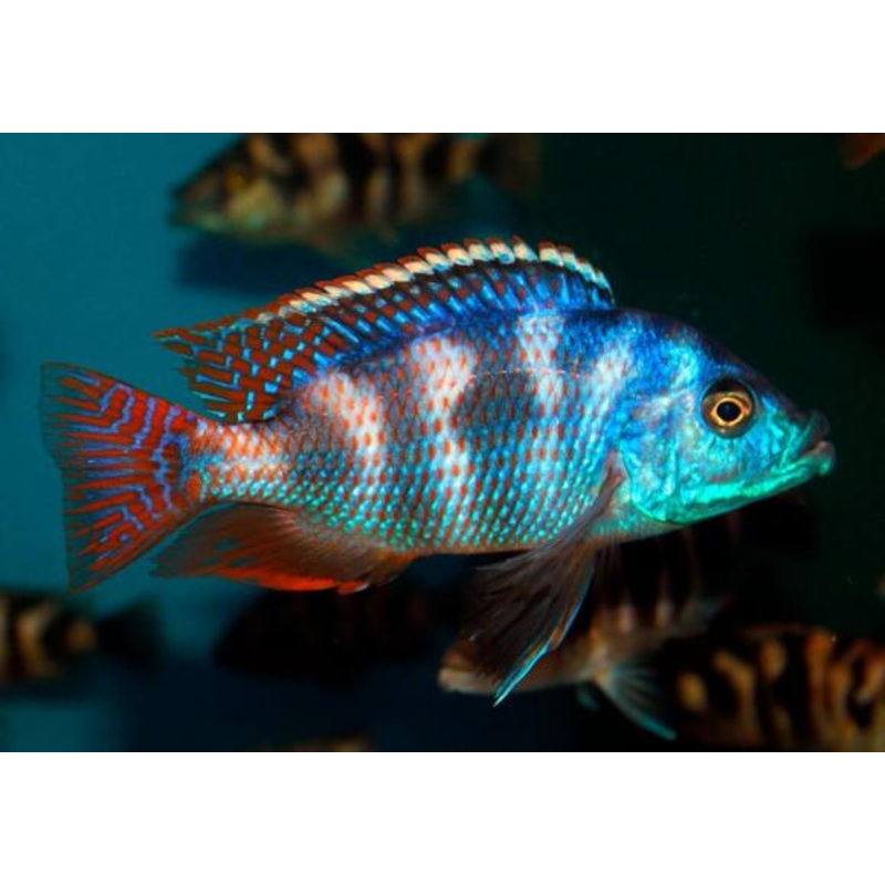 Placidochromis Milomo Vc10 3.5-4.5cm