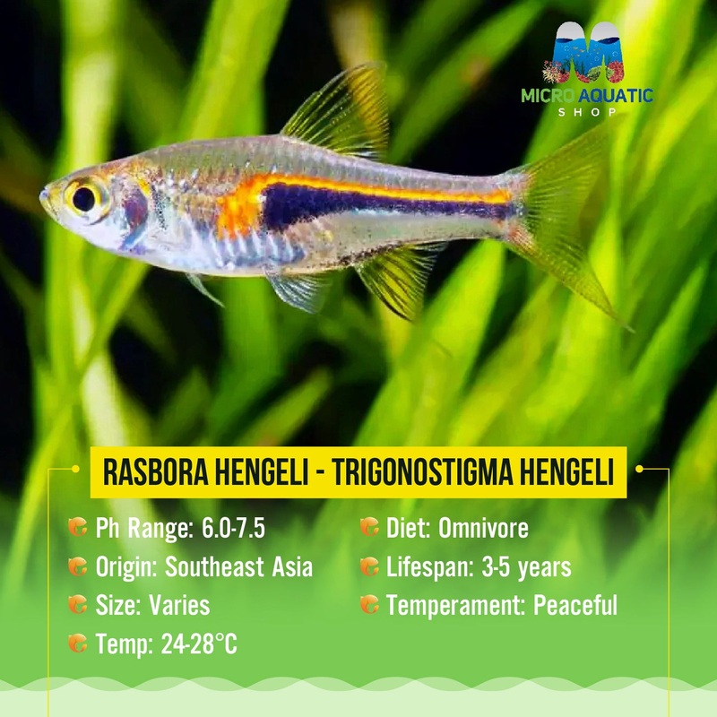 Rasbora Hengeli – Trigonostigma Hengeli 1 rasbora