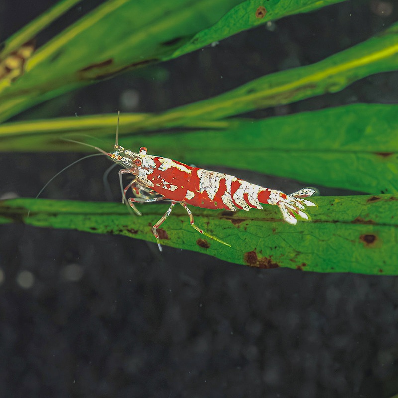 Red Fancy Tiger Shrimp – High Grade Imported 1 Shrimp