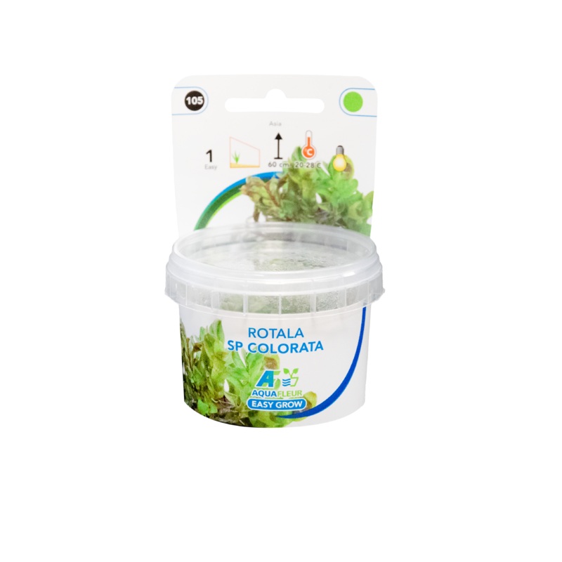 Rotala sp Colorata – Easy Grow