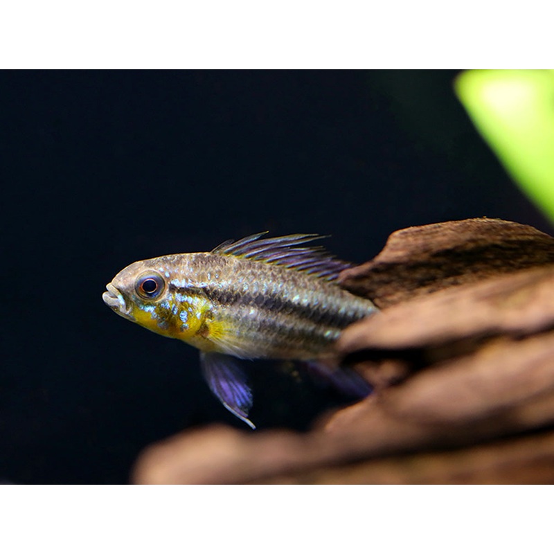 Two-Striped Dwarf Cichlid (Apistogramma bitaeniata)  Tank-Bred 1 Male