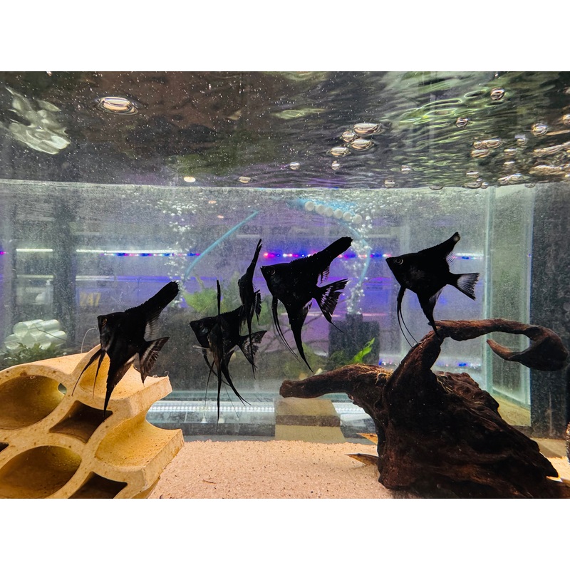 Angel Fish – Black 1 AFish 4cm