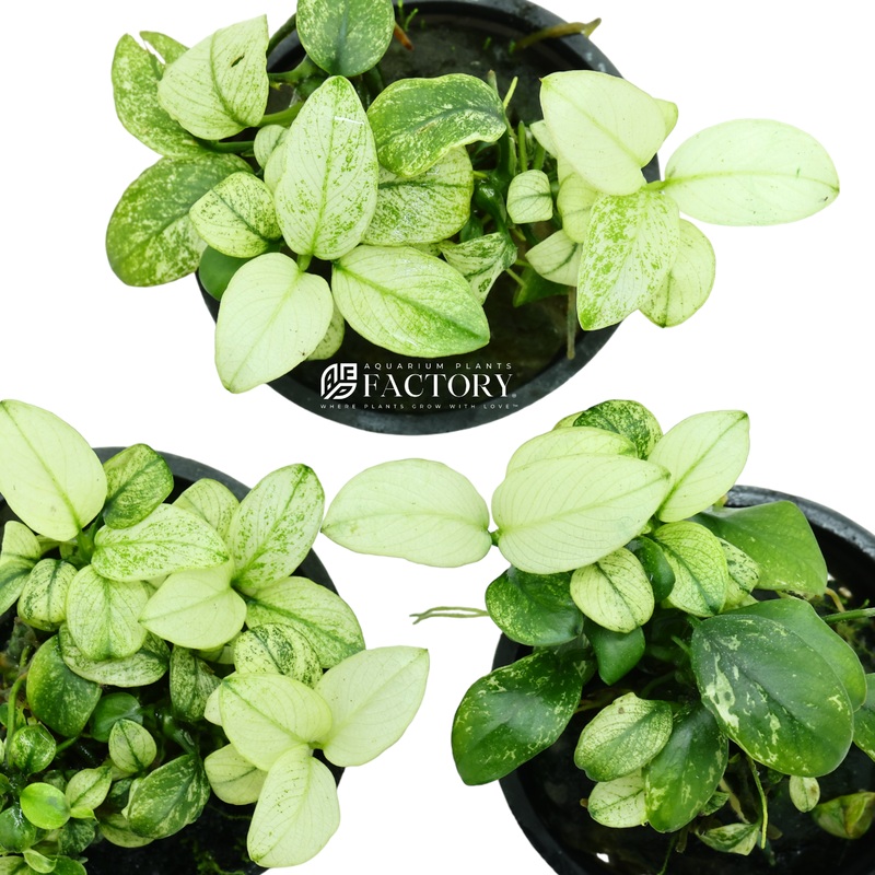 Anubias Petite White Bare-root Plants