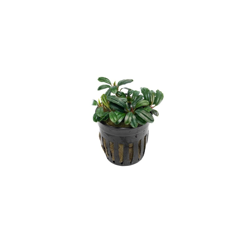 Bucephalandra Brownie Phoenix Brown (Farmed) Pot