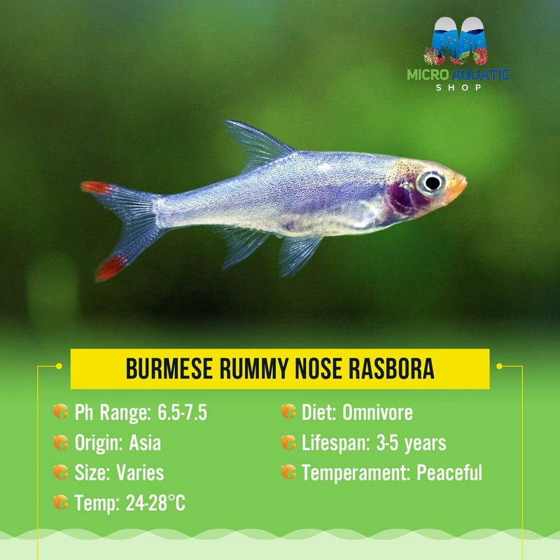 Burmese Rummy Nose Rabora 3cm Show 1 rasbora male only