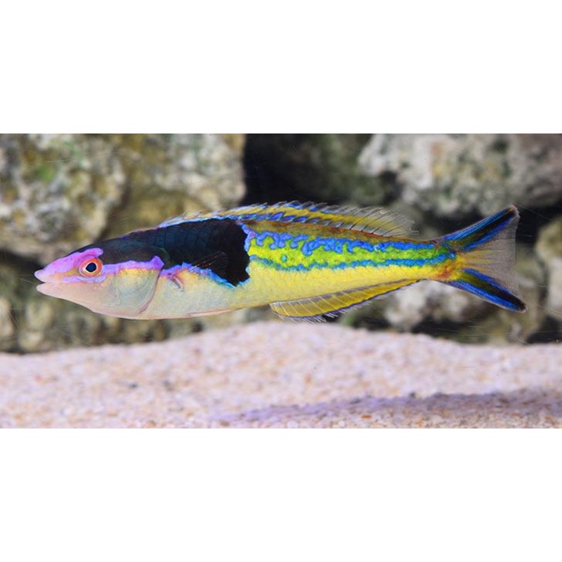 Decolores Pencil Wrasse