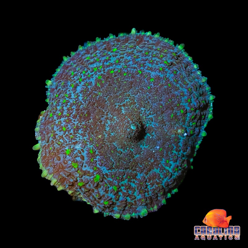 Frag – Green Bumps Rhodactis