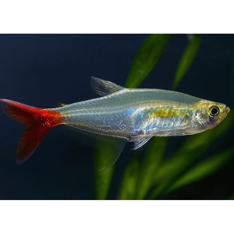 Glass Bloodfin Tetra 3-3.5cm