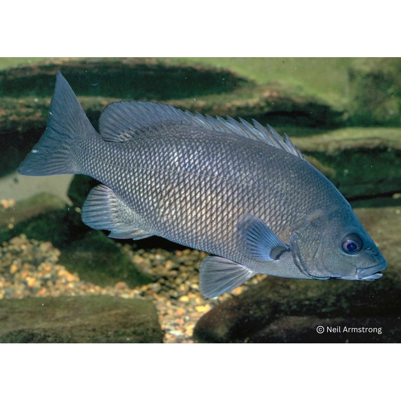 Grunter – Sooty 10-12cm