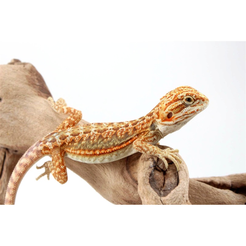 Hypo Dunner Bearded Dragon
