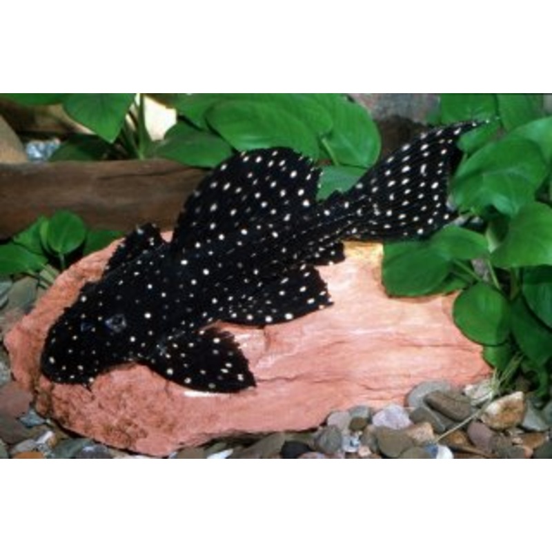 L097 Polka Dot Pleco 10-15cm