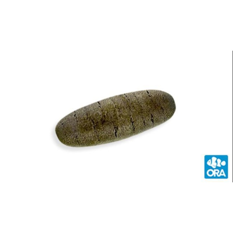 ORA Sand Sifting Cucumber