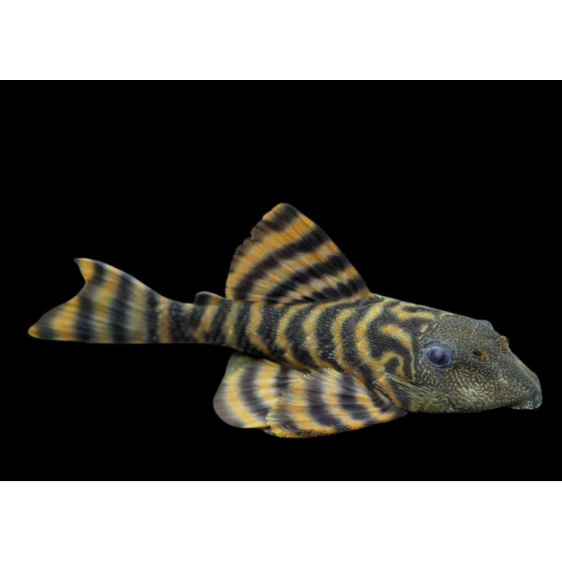 Panaqolus sp. L397 – Alenquer Tiger Pleco 6-8cm