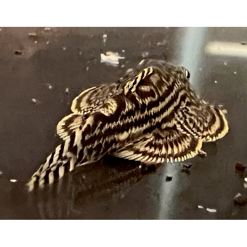 Reticulated Hillstream Loach