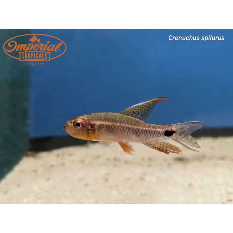 Sailfin Tetra (3 Pack) 1-2″ Unsexed