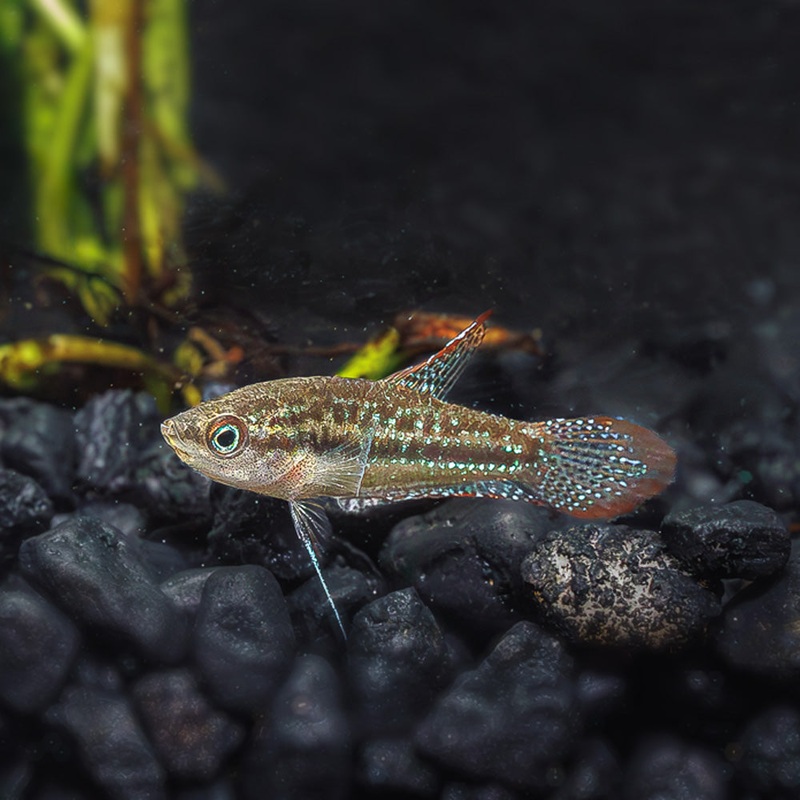 Sparkling Gourami Imported 1 Fish