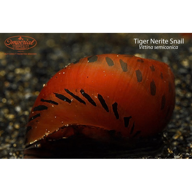 Tiger Nerite Snail B-Grade 0.5-1″ Unsexed