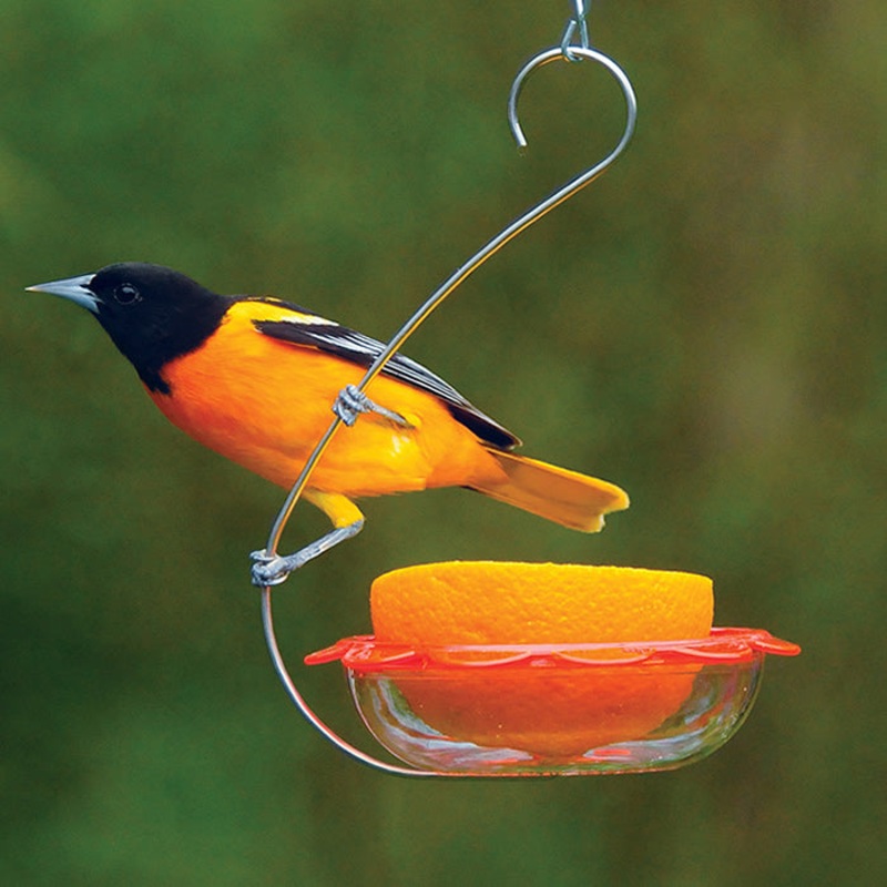 BO’s Marmalade Hanging Oriole Feeder