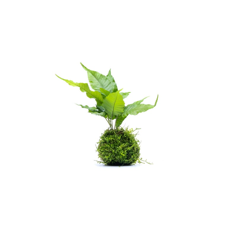 Bolbitis Heteroclita on Moss Ball