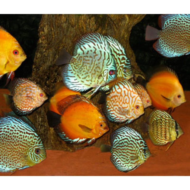 Discus Assorted Special 3 for $100 3-5cm