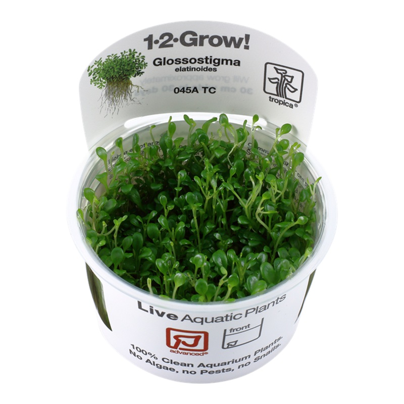 Glossostigma Elatinoides – Tropica 1-2 Grow