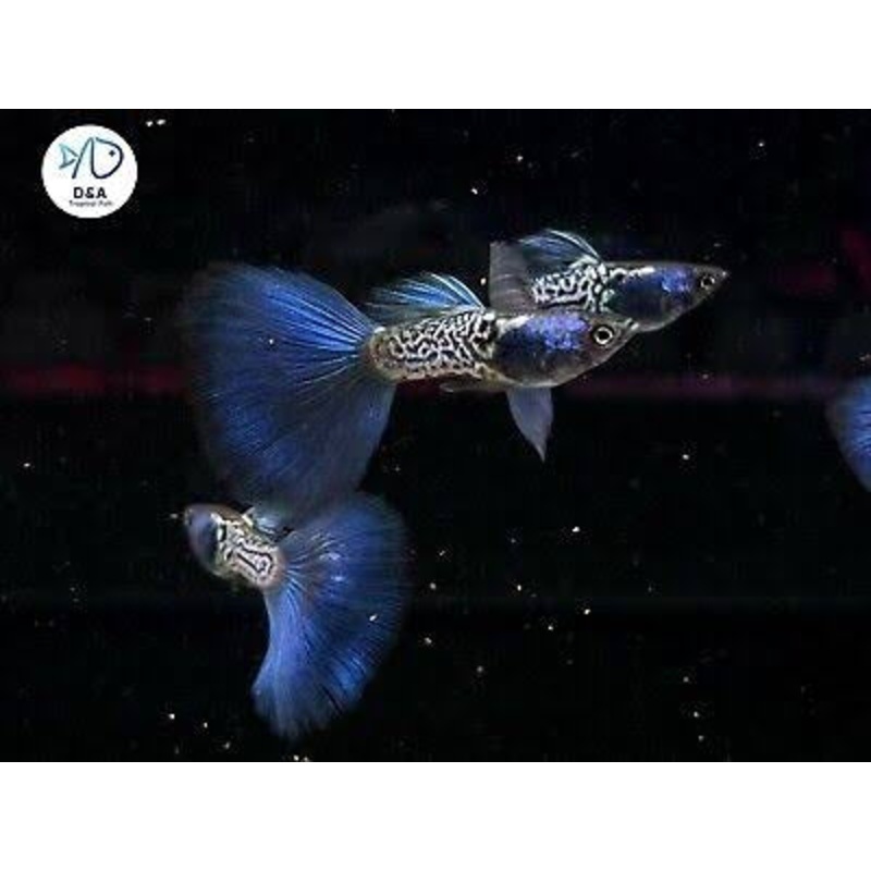 Guppy – Blue Metalic Pair 1 pair (1 male 1 female )