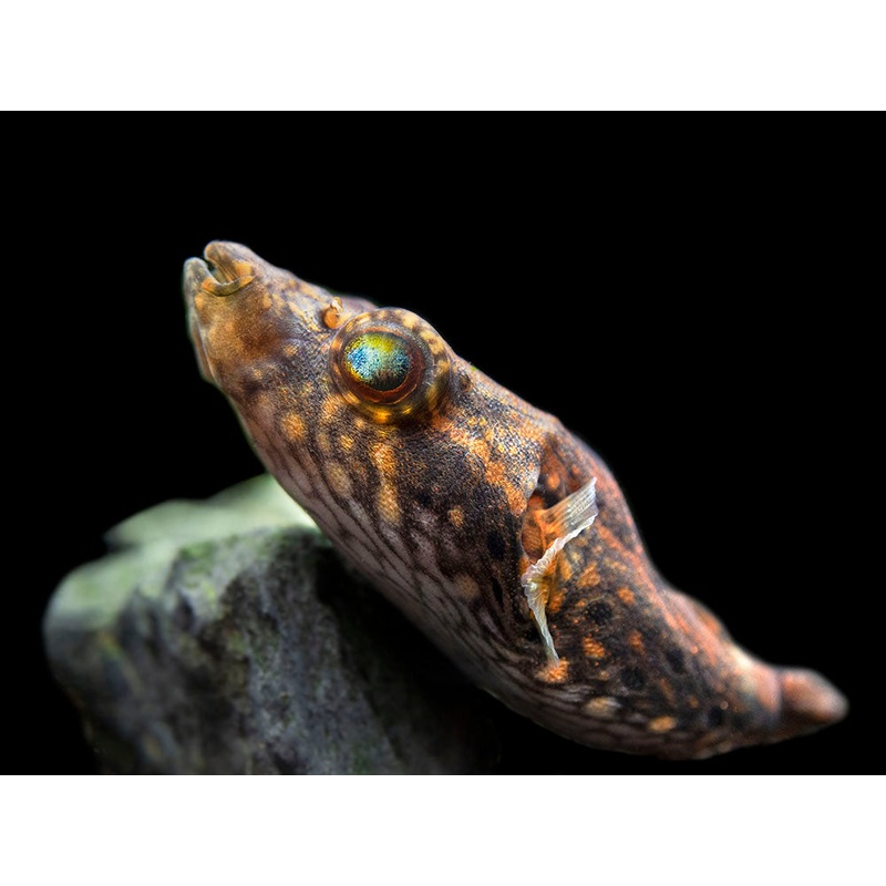 Humpback Dragon AKA Band Puffer (Tetraodon palembangensis) 1 Medium Fish