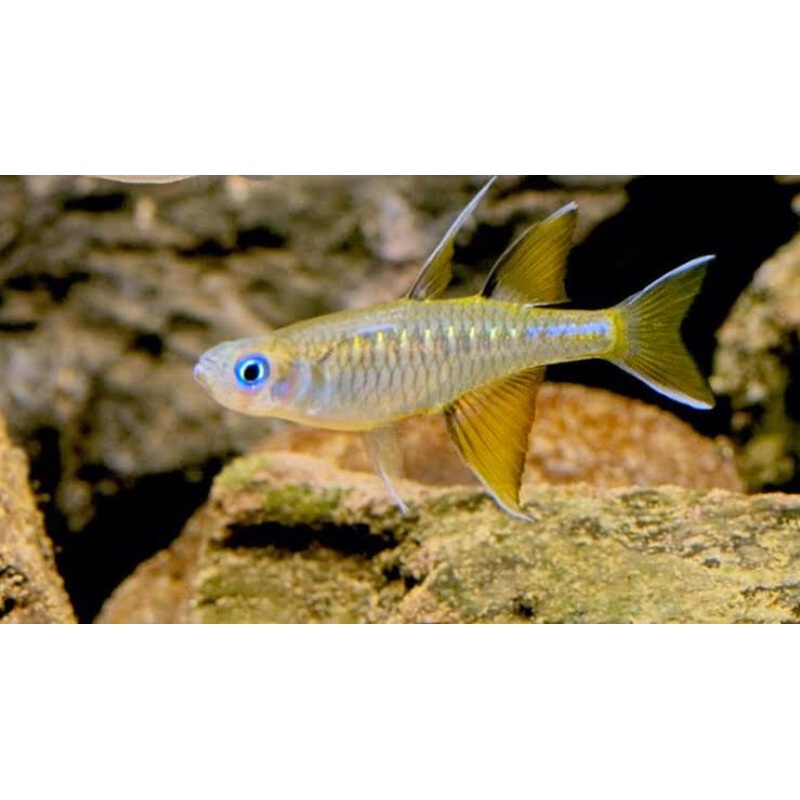 Rare – Northern Pacific Blue Eyes 6cm 1 fish