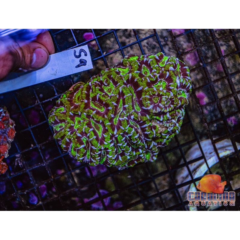 WYSIWYG 59 Acan