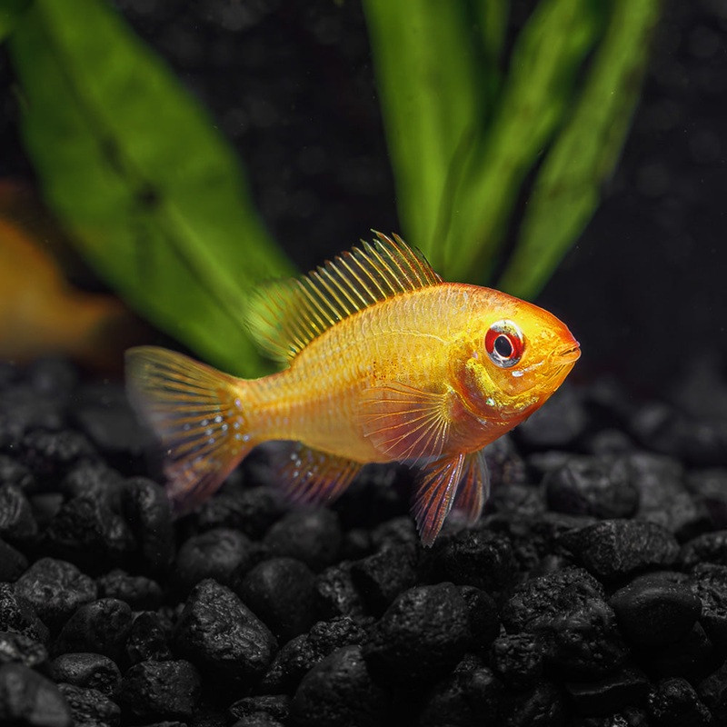 Gold Ram Dwarf Cichlid Imported 1 Fish