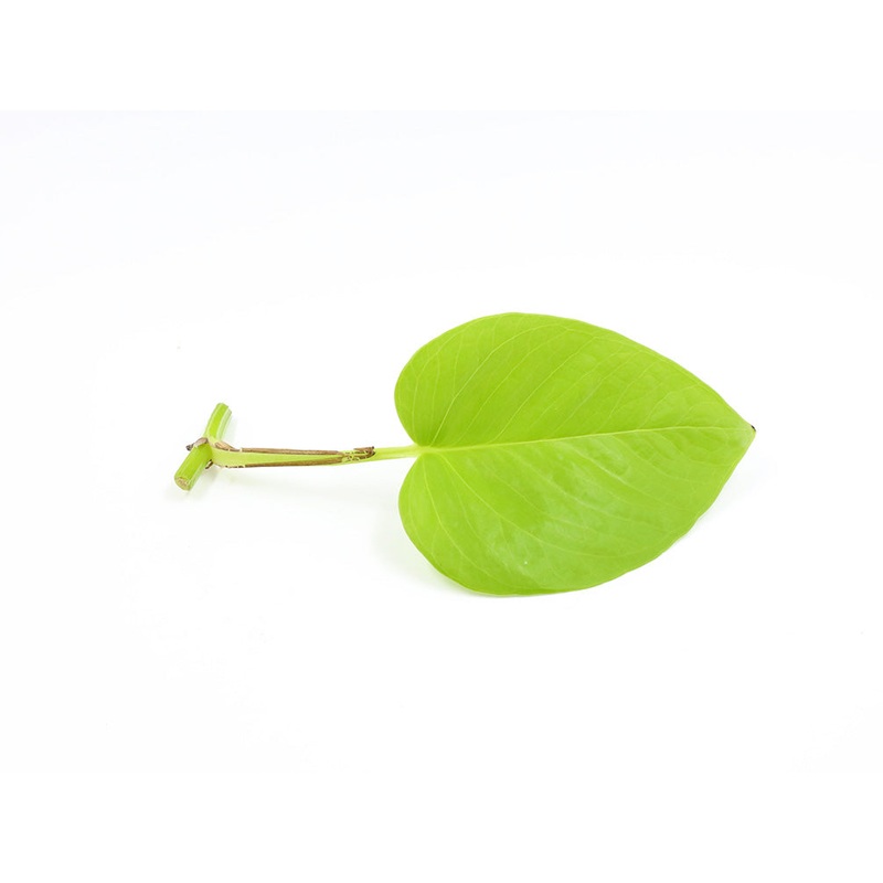 Neon Pothos (Epipremnum aureum ‘Neon), Bare Root 1 Node/Leaf