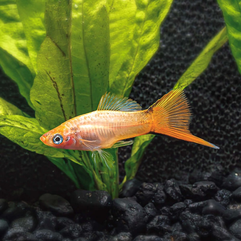 Pink Comet Swordtail | Xiphophorus helleri Imported Male