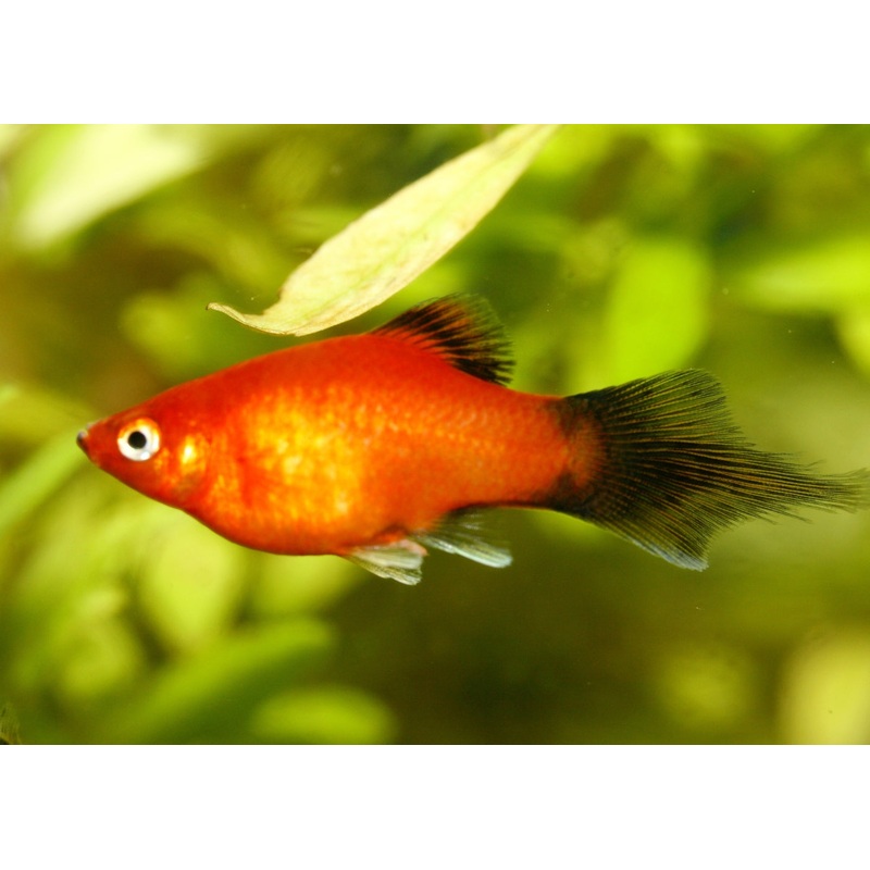 Platy Speartail 3-4cm