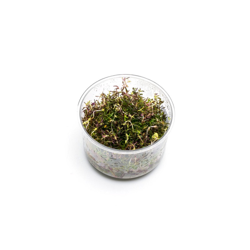 Rotala Macrandra Mini Butterfly UNS Tissue Culture