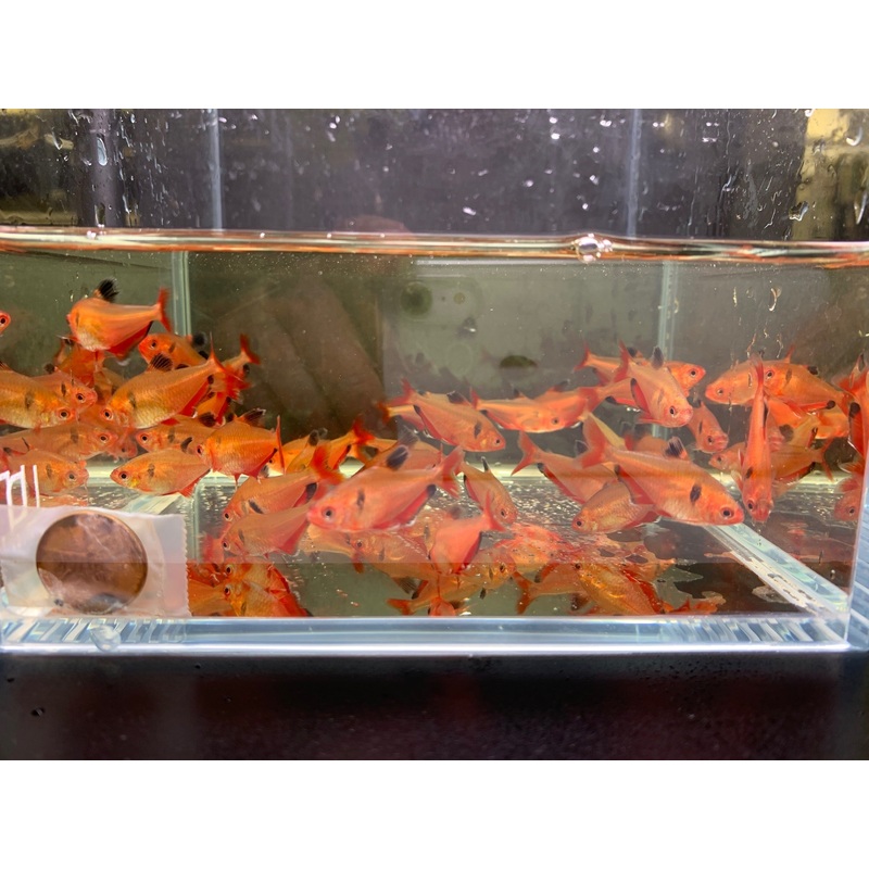 Serpae Tetra