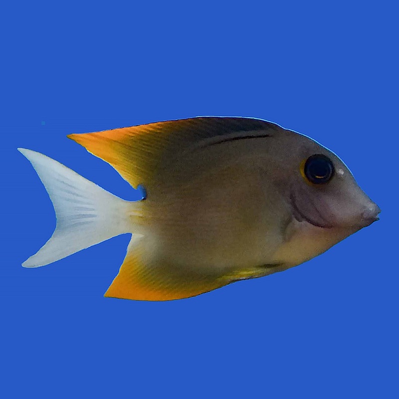 Tomini Tang Small (under 2 inch)