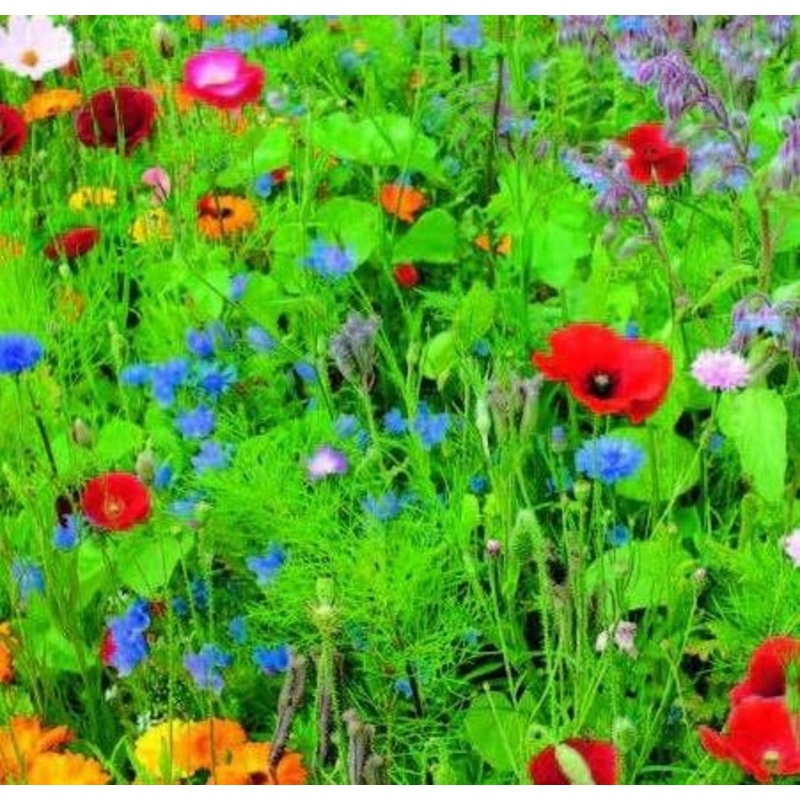Wild Meadow Mixture – Flower Seeds Easy Grow Grow Your Own Indoor Outdoor in the UK