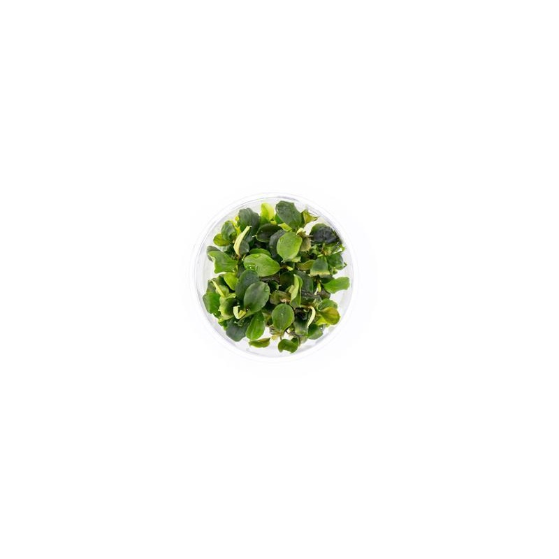 Bucephalandra Green Wavy UNS Tissue Culture